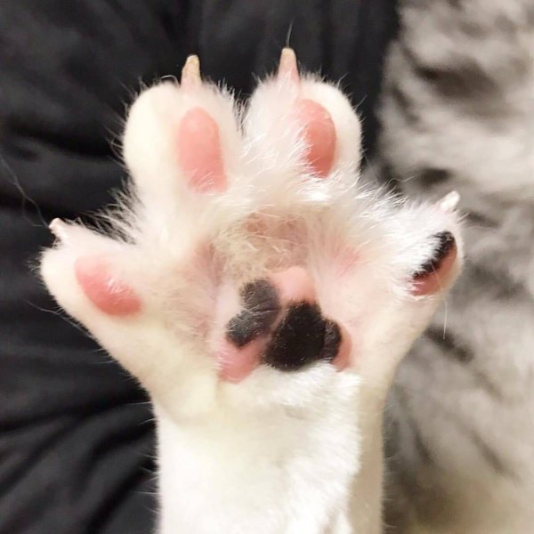 Кошачья лапа