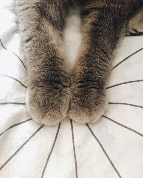 Кошачьи подушечки