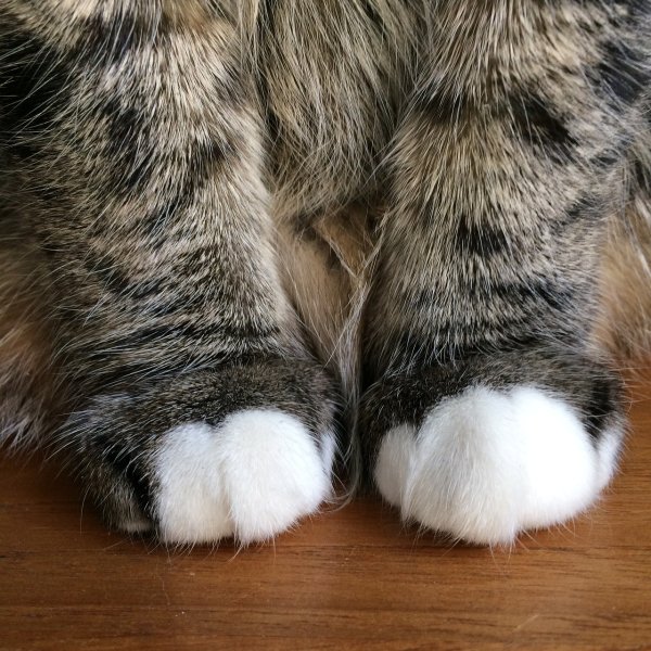 Лапка кота