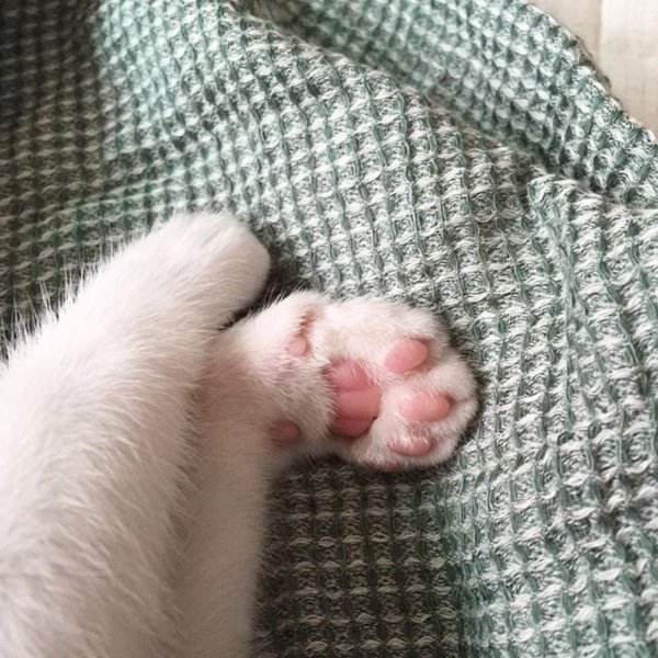 Розовые кошачьи лапки