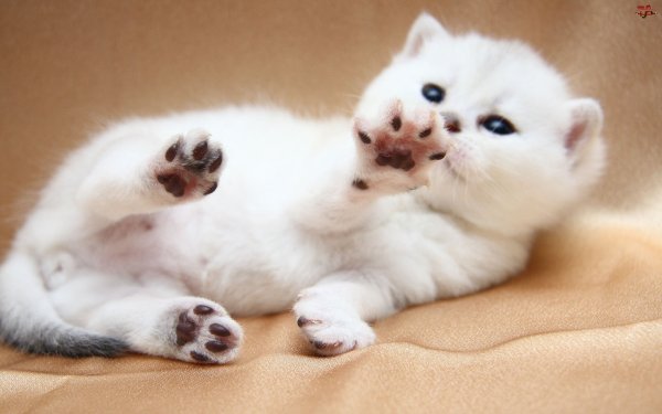 Кошкины лапки