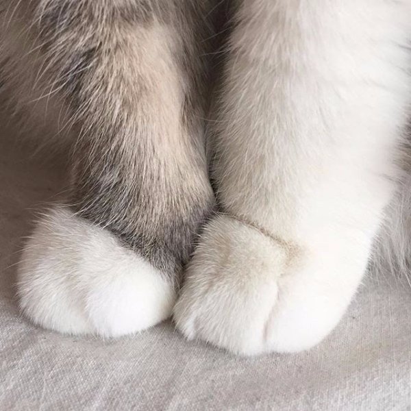 Кошачья лапка