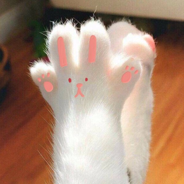 Лапка кота