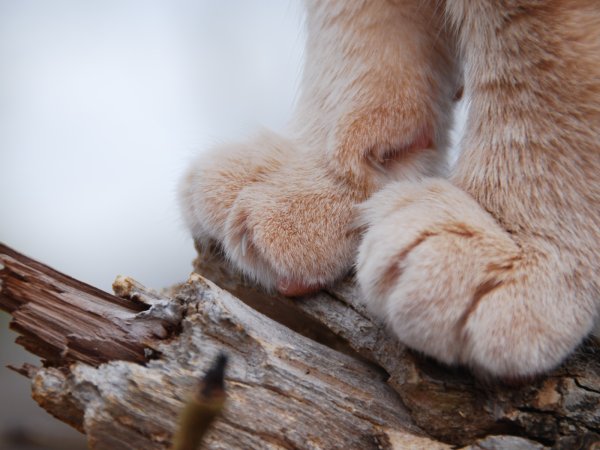 Кошачья лапа