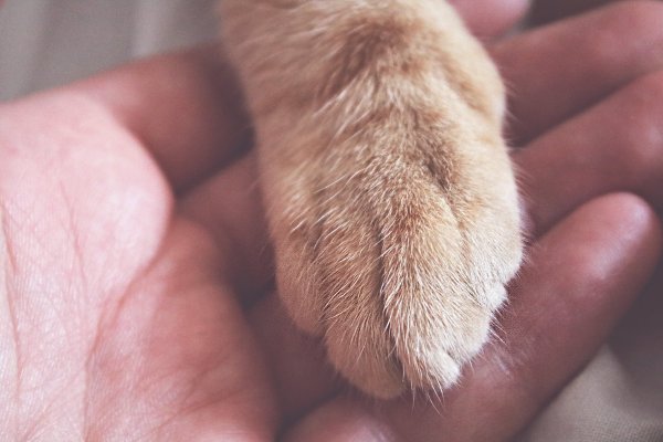 Лапка котика