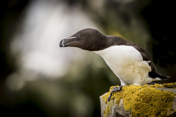 Гагарка (Alca Torda)