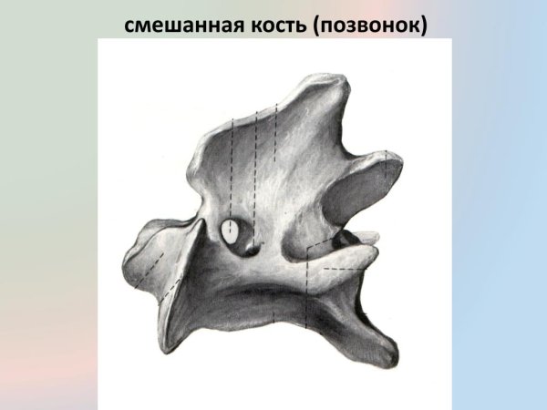 Воздухоносные кости