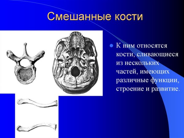 Смешанные кости строение