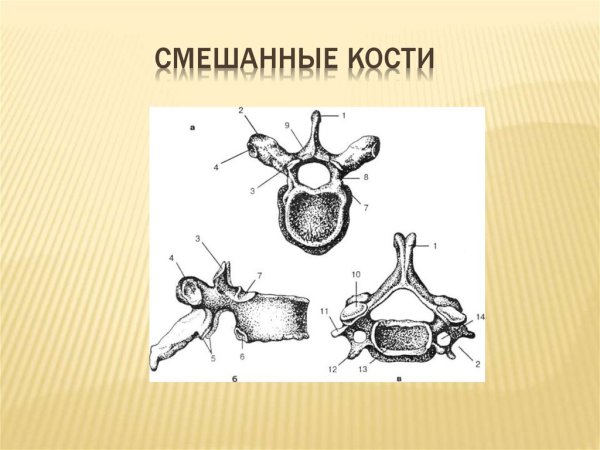 Смешанные кости