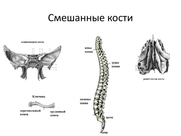 Смешанная кость примеры