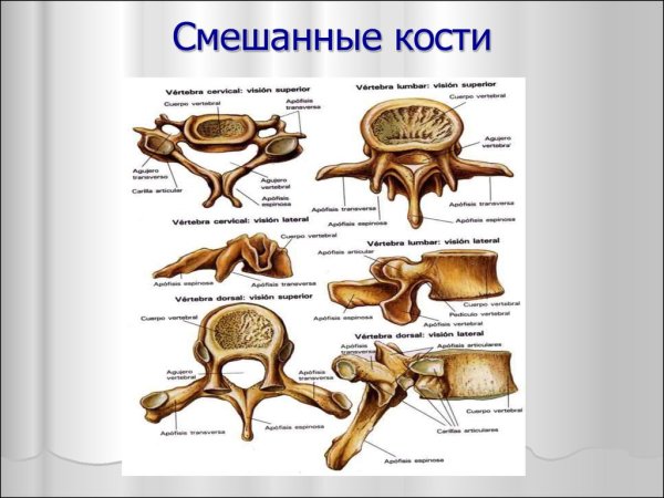 Строение смешанной кости
