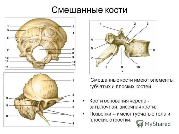 Строение смешанных костей