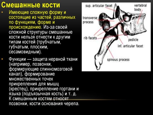 Смешанные кости строение