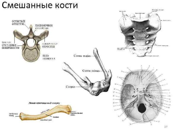 Смешанные кости строение рисунок