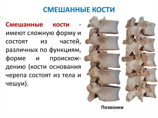 Строение смешанных костей