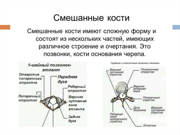 Строение смешанной костей