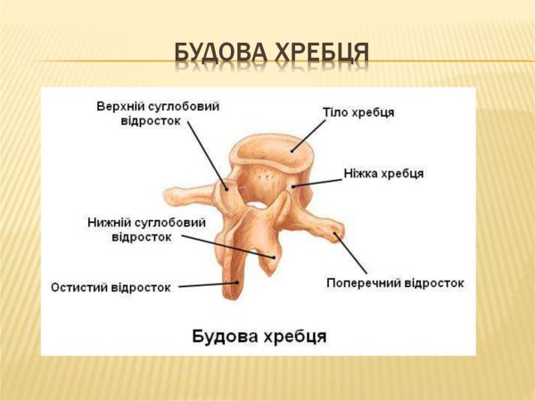 Смешанные кости строение позвонки