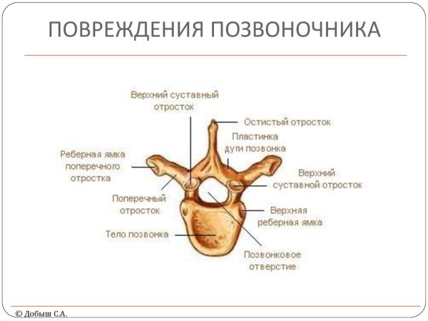Смешанная кость строение