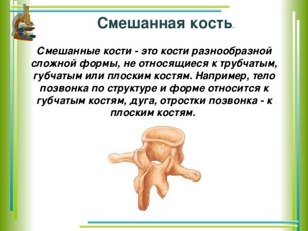 Смешанная кость строение