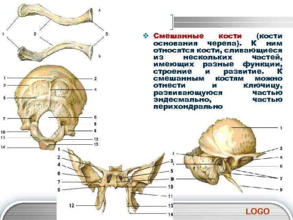 Смешанная кость на латыни
