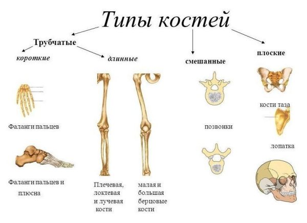Смешанные кости строение