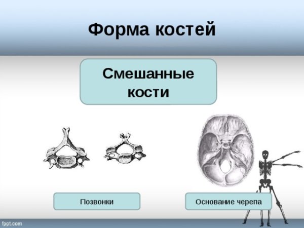 Классификация костей по строению и функции