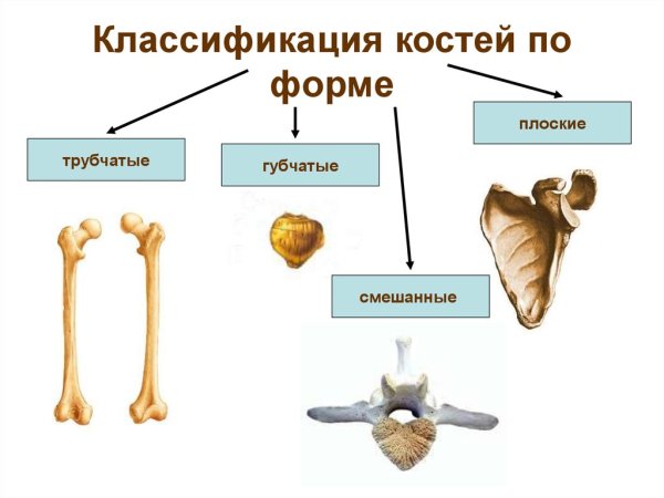 Кости трубчатые губчатые плоские смешанные