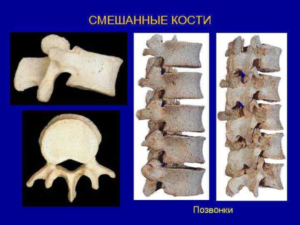 Трубчатые кости и губчатые кости