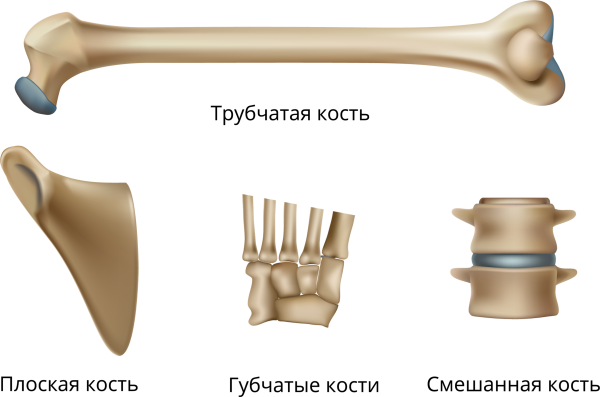 Vertebrae lumbales