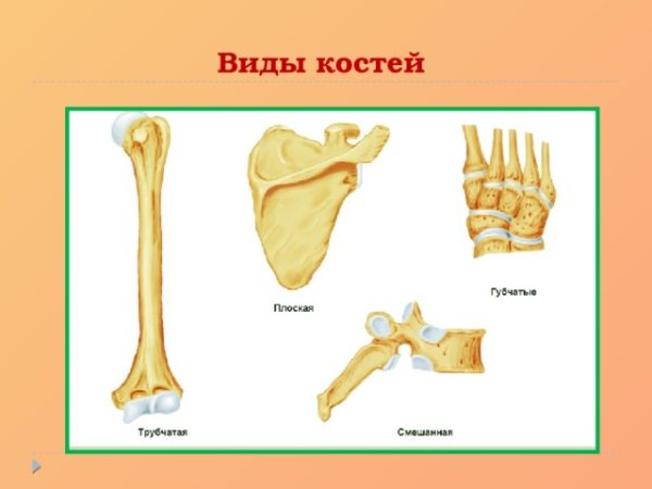 Грудной позвонок кость