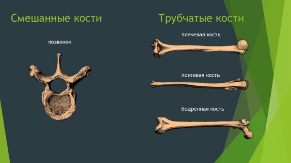 Трубчатые губчатые плоские кости
