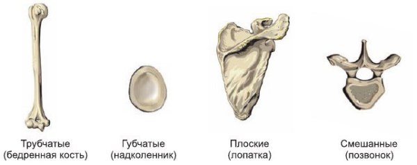 Классификация костей трубчатые губчатые смешанные