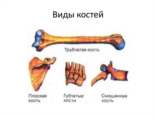 Кости трубчатые губчатые плоские смешанные