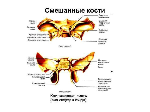 Типы костей трубчатые губчатые плоские