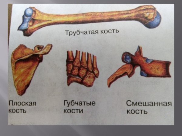 Классификация костей воздухоносные кости