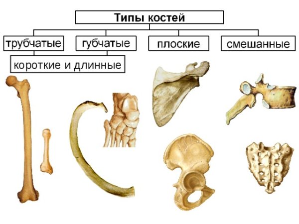 Классификация костей трубчатые