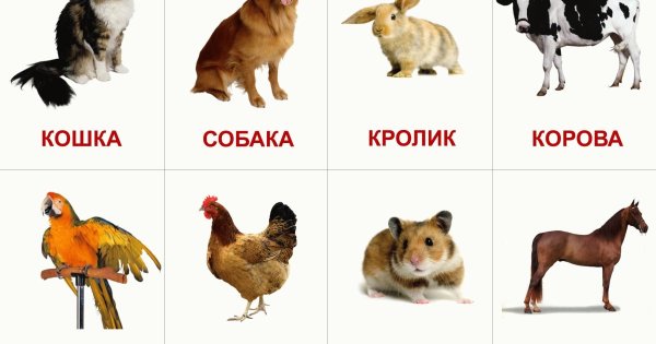 Карточки "домашние животные"