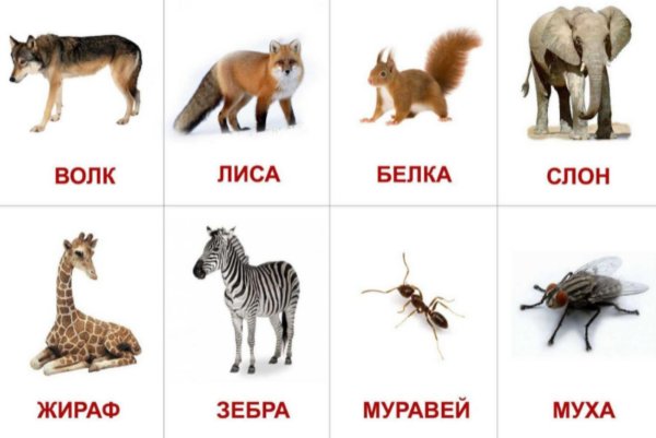 Карточки с животными для малышей
