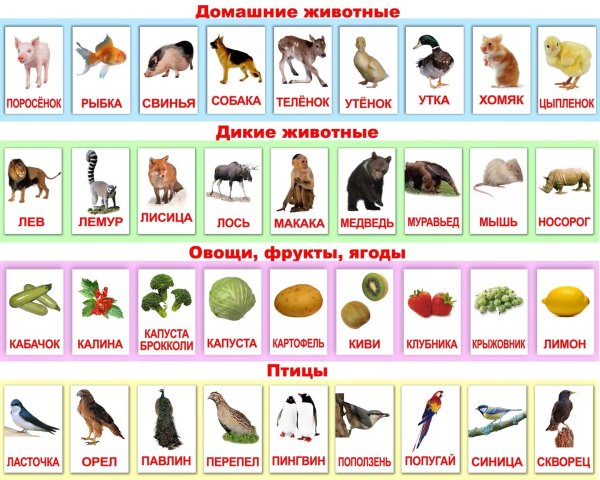 Карточки по методике Глена Домана (домашние и Дикие животные).
