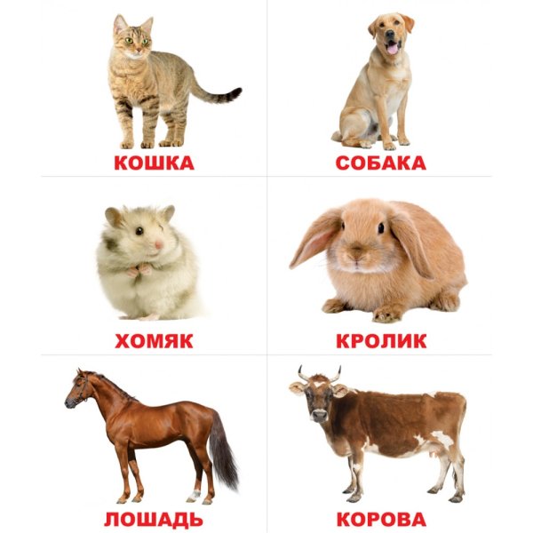Карточки для малышей