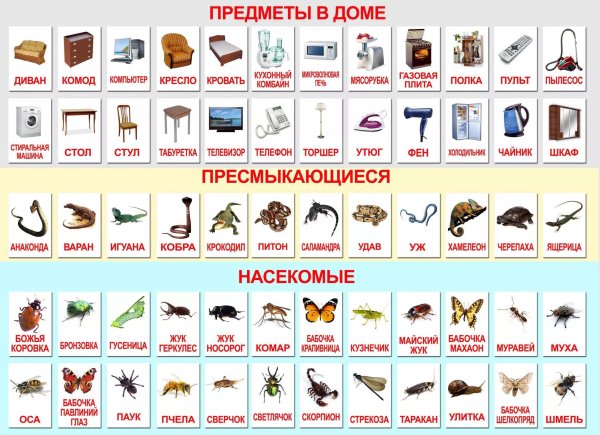 Развивающие карточки по методике Глена Домана