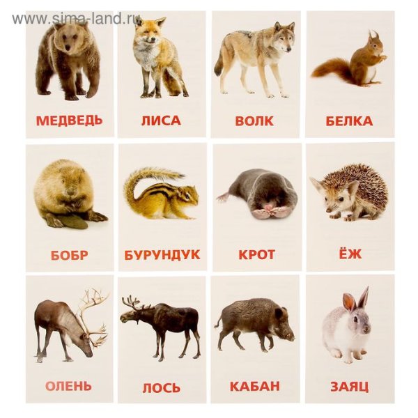 Дикие животные карточки для детей