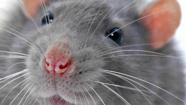 Красивые крысы