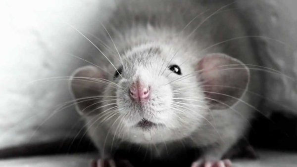 Морда крысы картинки (48 фото)