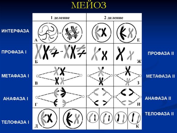 Фазы мейоза интерфаза 1