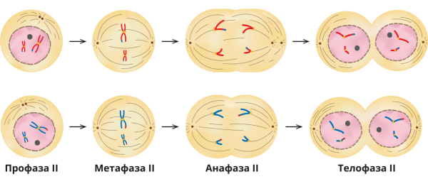 Метафаза мейоза 2 хромосомный набор