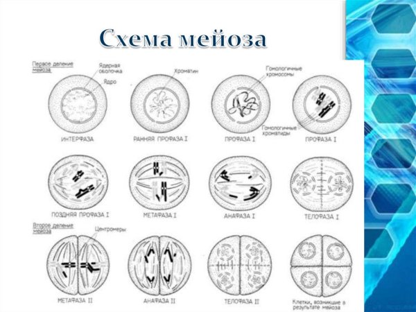 Первое деление мейоза профаза 1
