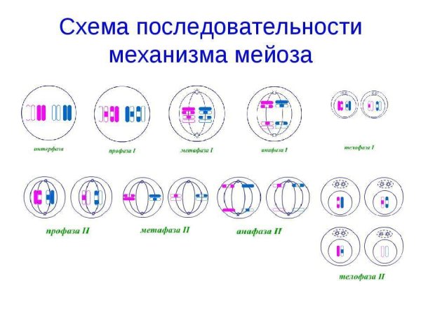 Стадии мейоза схема