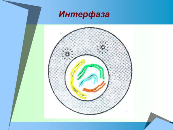 Интерфаза 1 рисунок