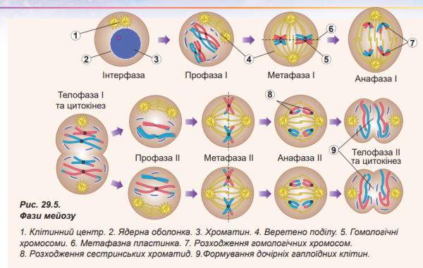 Интерфаза мейоза 1 и 2